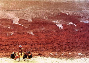 Poluição do mar (algas vermelhas) - Cabo Frio
